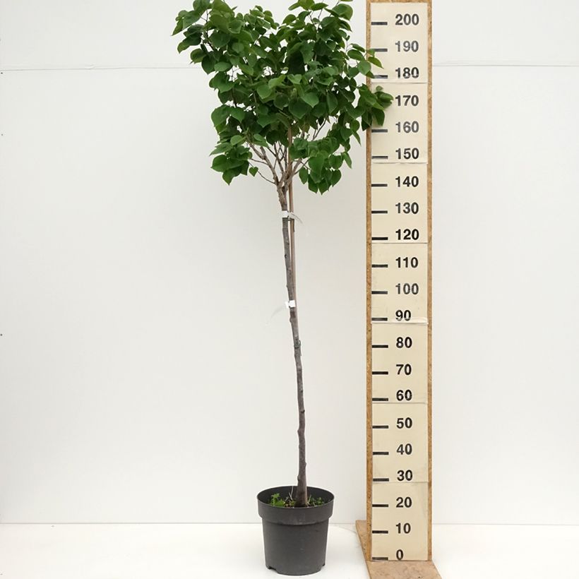 Amostra de Cercis chinensis Don Egolf Vaso de 12 L/15 L, Haste tal como entregue na primavera