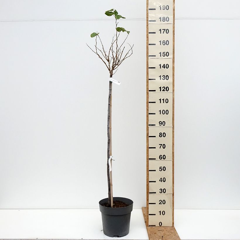 Amostra de Cercis chinensis Don Egolf Vaso de 12 L/15 L, Haste tal como entregue no outono