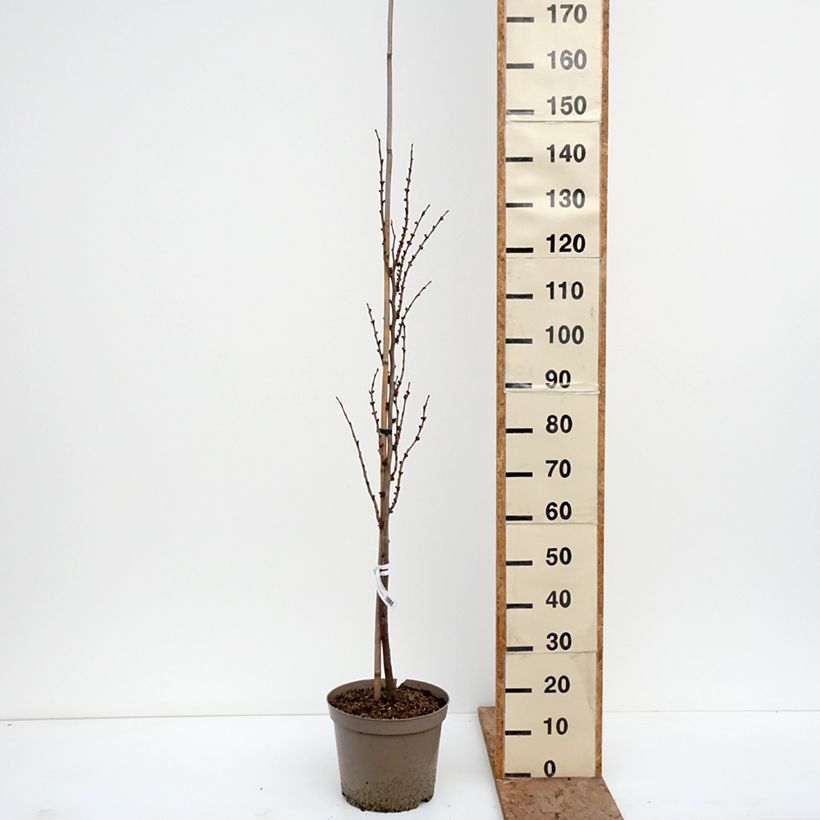 Amostra de Cercis chinensis Kay's Early Hope Vaso de 6 L/7 L, Brasão tal como entregue no inverno