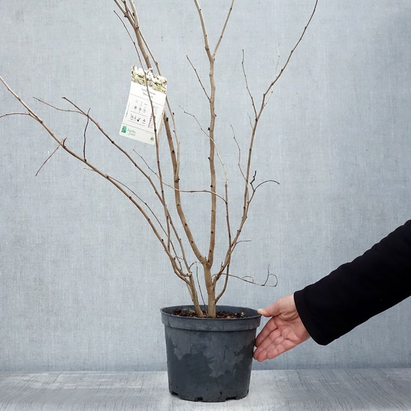 Amostra de Cercis chinensis Shirobana Vaso de 4 L/5 L tal como entregue no outono