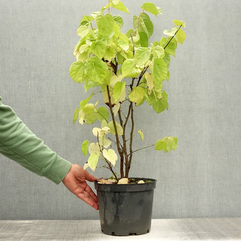 Amostra de Cercis chinensis Shirobana Vaso de 4 L/5 L tal como entregue no verão