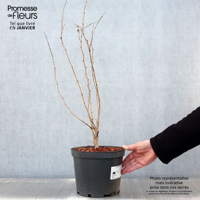 Amostra de Cercis chinensis Shirobana - Gainier de Chine Vaso de 4 L/5 L tal como entregue no inverno