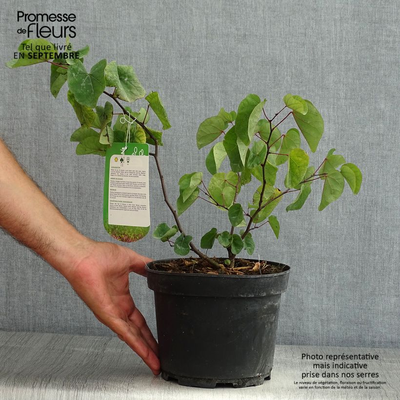 Amostra de Cercis siliquastrum Vaso de 3 L/4 L tal como entregue no verão