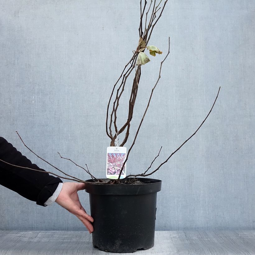 Amostra de Cercis siliquastrum - Arbre de Judée Pot de 20L/25L tal como entregue no outono
