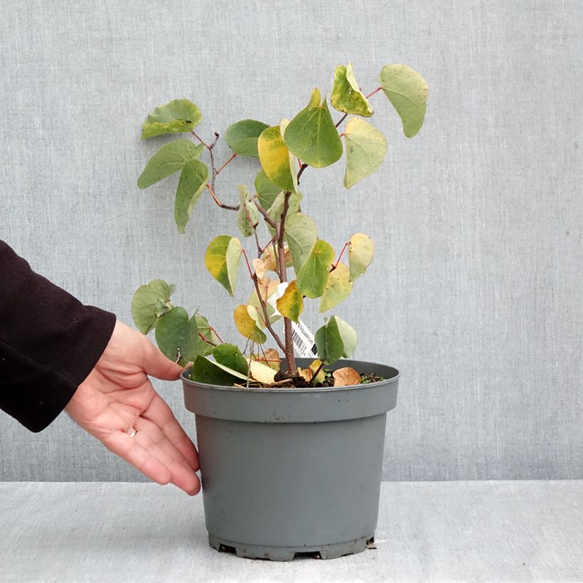 Amostra de Cercis siliquastrum Vaso de 3 L/4 L tal como entregue no outono