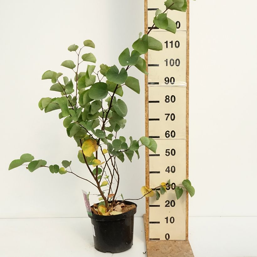 Amostra de Cercis siliquastrum Vaso de 20 L/25 L tal como entregue no verão
