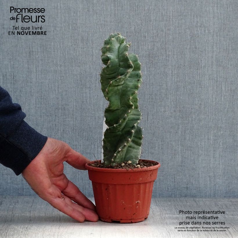 Amostra de Cereus forbesii Spiralis Vaso de 12 cm/13 cm tal como entregue no outono