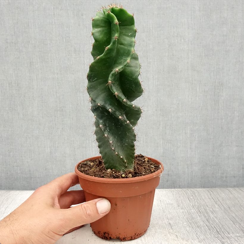 Amostra de Cereus forbesii Spiralis Vaso de 12 cm/13 cm tal como entregue no verão