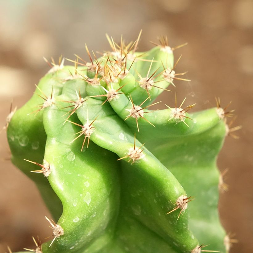 Cereus forbesii Spiralis (Folhagem)