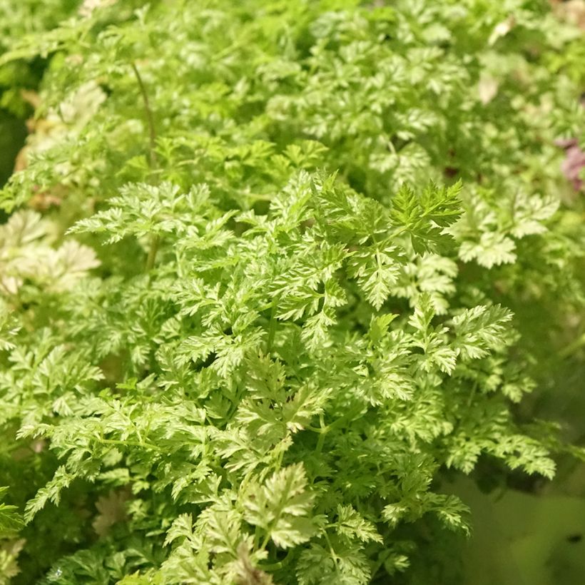 Cerefólio comum plantas (Folhagem)