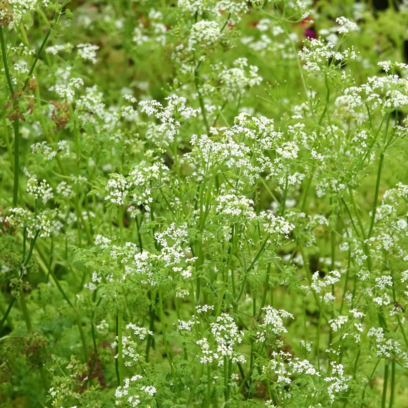 Cerefólio comum plantas (Floração)