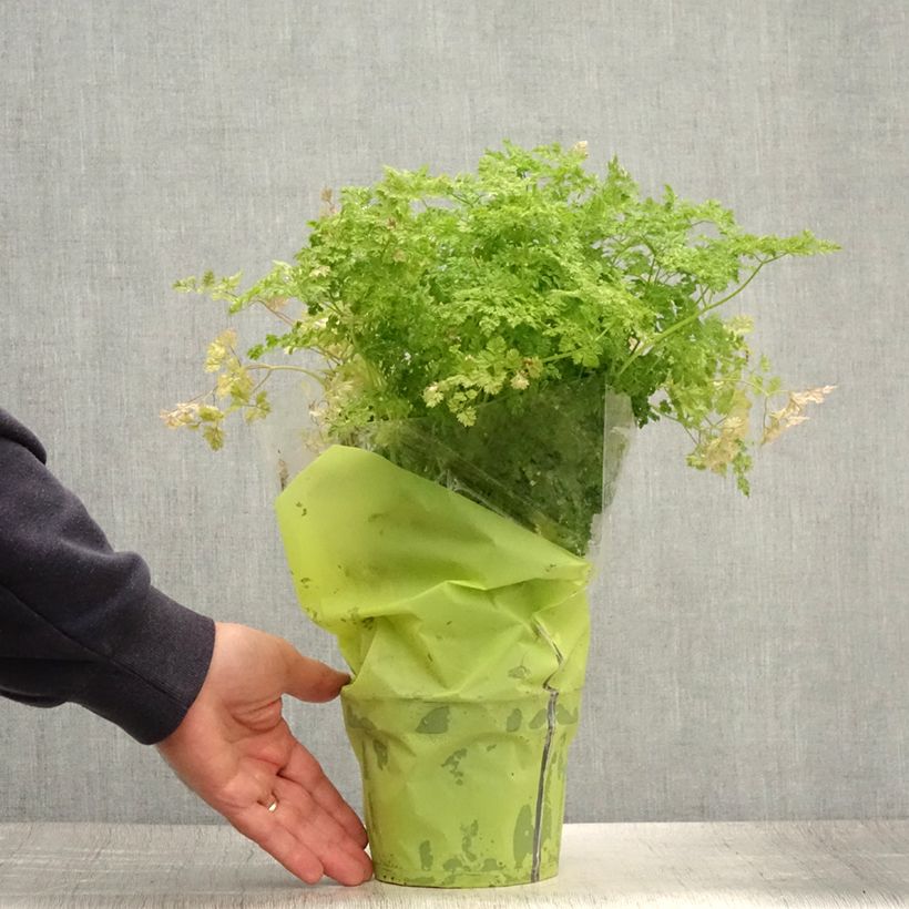 Amostra de Cerefólio comum plantas Vaso de 1,5 L/2 L tal como entregue no verão