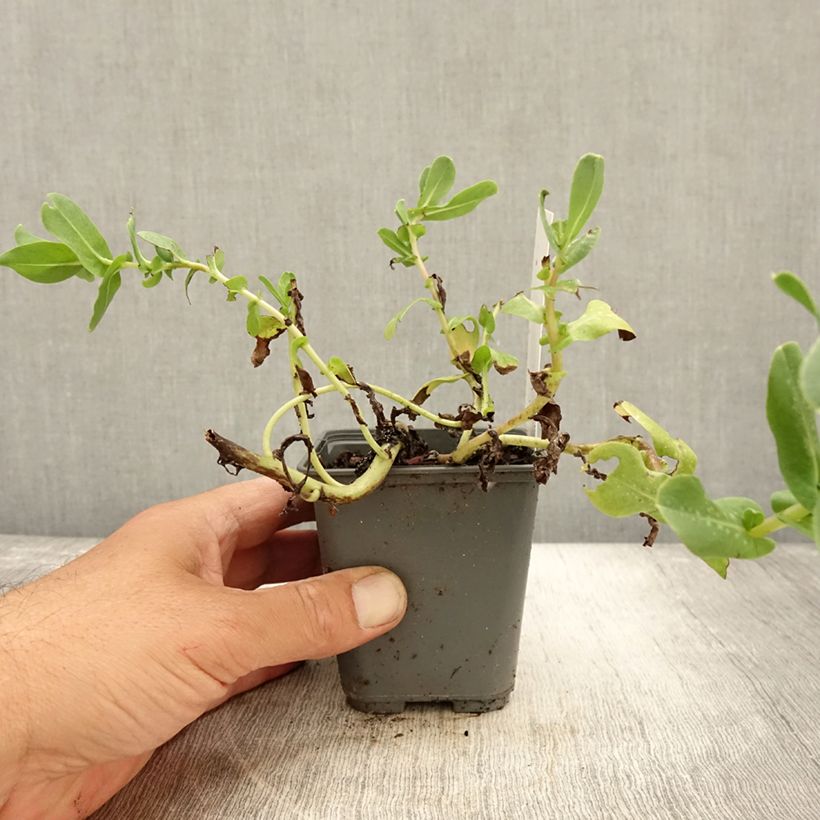 Amostra de Cerinthe glabra - Orgulho de Gibraltar Vaso de 8/9 cm tal como entregue no outono