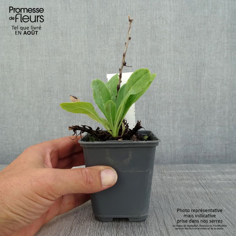 Amostra de Cerinthe glabra - Orgulho de Gibraltar Vaso de 8/9 cm tal como entregue no verão