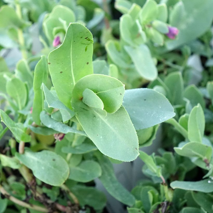 Cerinthe glabra - Orgulho de Gibraltar (Folhagem)