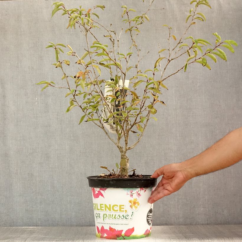 Amostra de Cerejeira-do-japão - Prunus subhirtella Autumnalis Rosea em flor Vaso de 7,5 L/10 L tal como entregue no verão