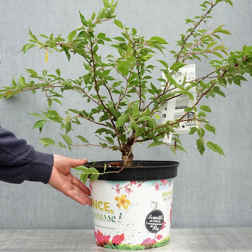 Amostra de Cerejeira-do-japão - Prunus subhirtella Autumnalis Rosea em flor Vaso de 7,5 L/10 L tal como entregue na primavera