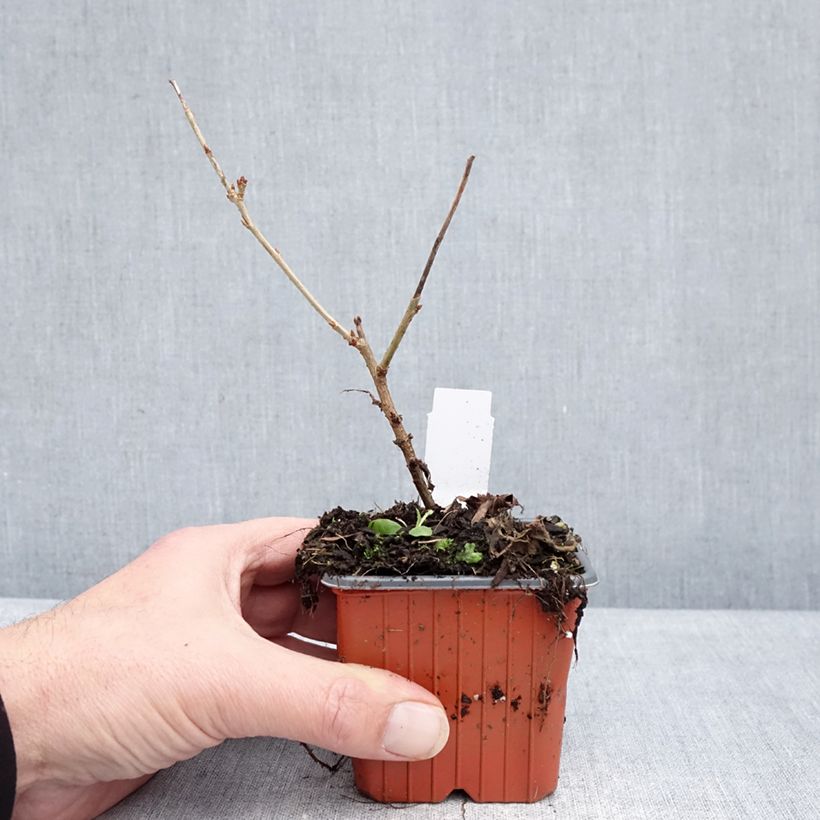 Amostra de Cerejeira-do-japão anã Paean - Prunus incisa em flor Vaso de 8/9 cm tal como entregue no inverno