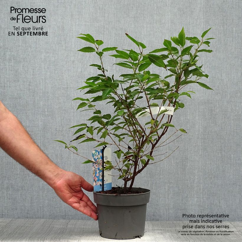 Amostra de Cerejeira-do-japão anã Paean - Prunus incisa em flor Vaso de 2 L/3 L tal como entregue no outono