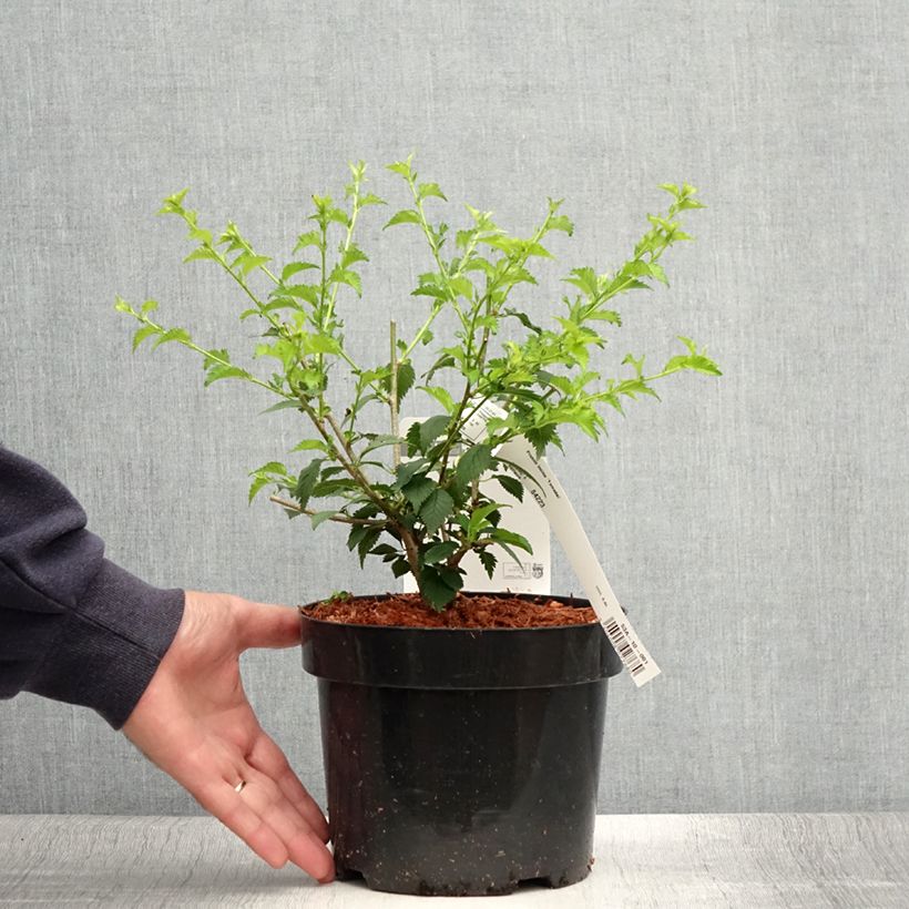 Amostra de Cerejeira-do-japão anã Yamadei - Prunus incisa em flor Vaso de 2 L/3 L tal como entregue no verão