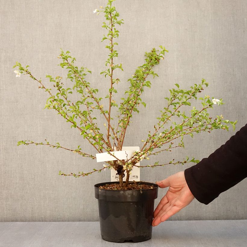 Amostra de Cerejeira-do-japão anã Yamadei - Prunus incisa em flor Vaso de 2 L/3 L tal como entregue na primavera