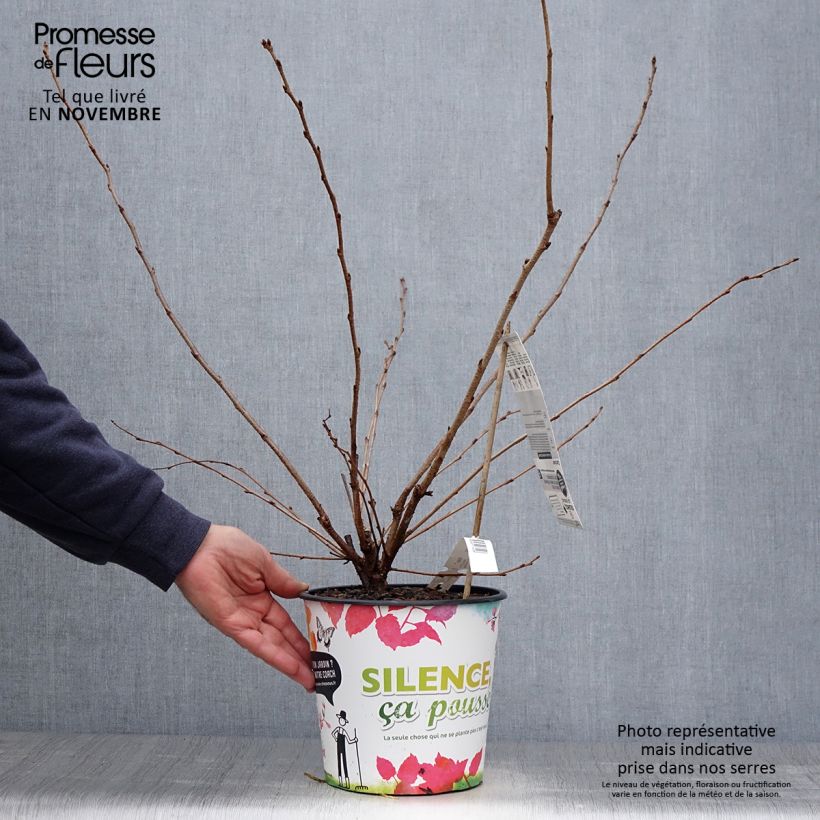 Amostra de Cerisier du Japon - Prunus Accolade Pot de 4L/5L tal como entregue no outono