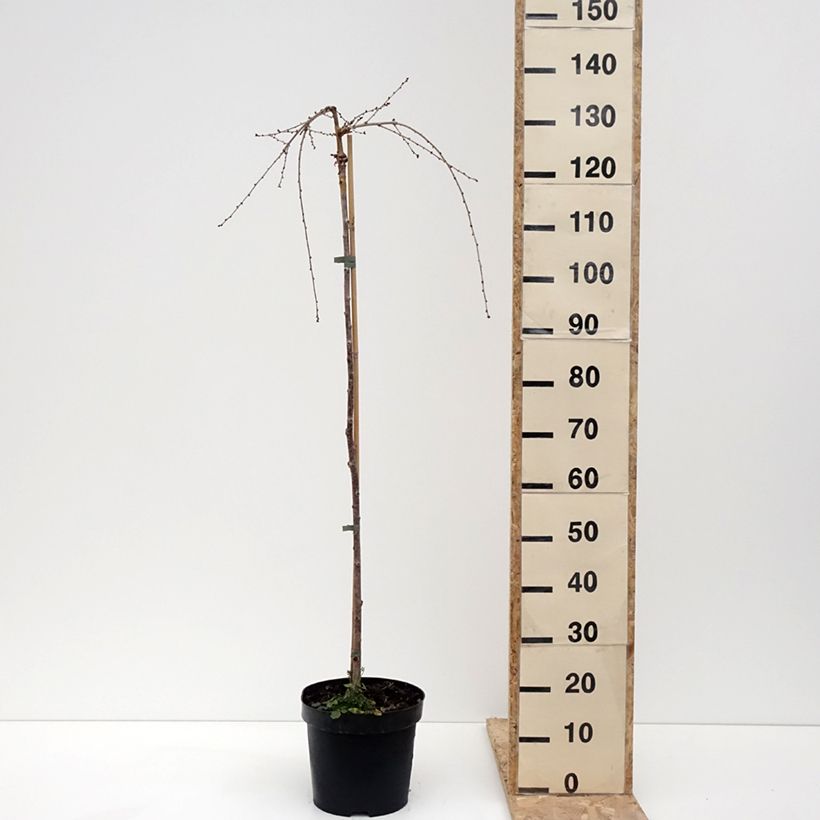 Amostra de Cerisier à fleurs du Japon - Prunus incisa Frilly Frock Vaso de 7,5 L/10 L tal como entregue no inverno