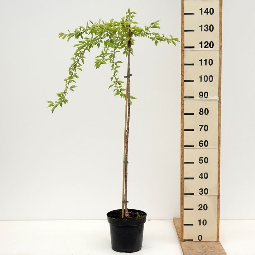 Amostra de Cerejeira-do-japão anã Frilly Frock - Prunus incisa em flor Vaso de 7,5 L/10 L, Haste tal como entregue na primavera