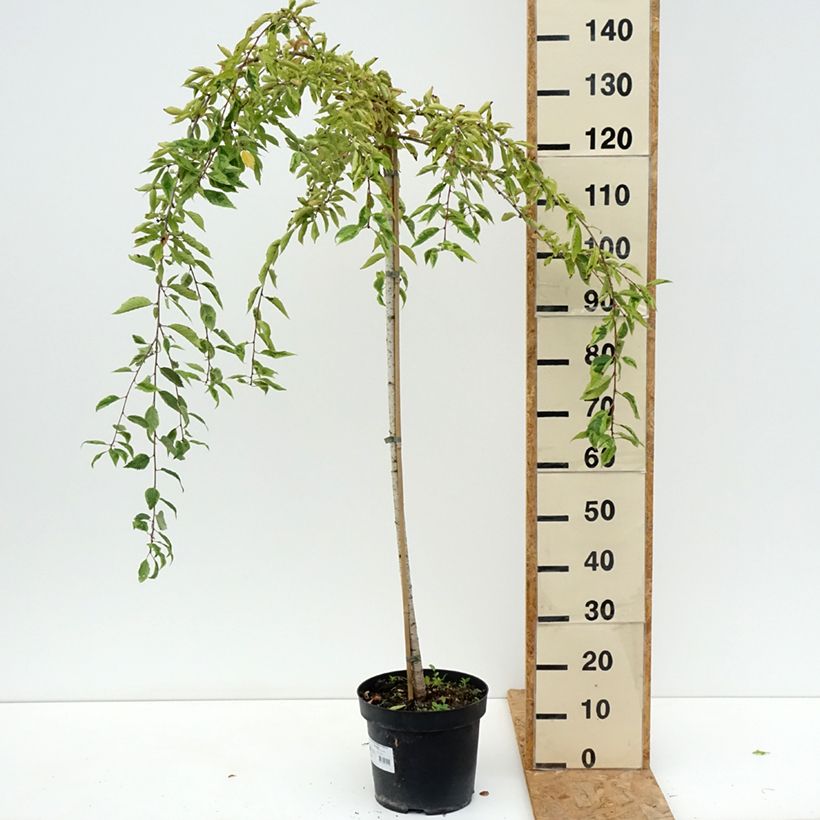 Amostra de Cerejeira-do-japão anã Frilly Frock - Prunus incisa em flor Vaso de 7,5 L/10 L, Haste tal como entregue no verão