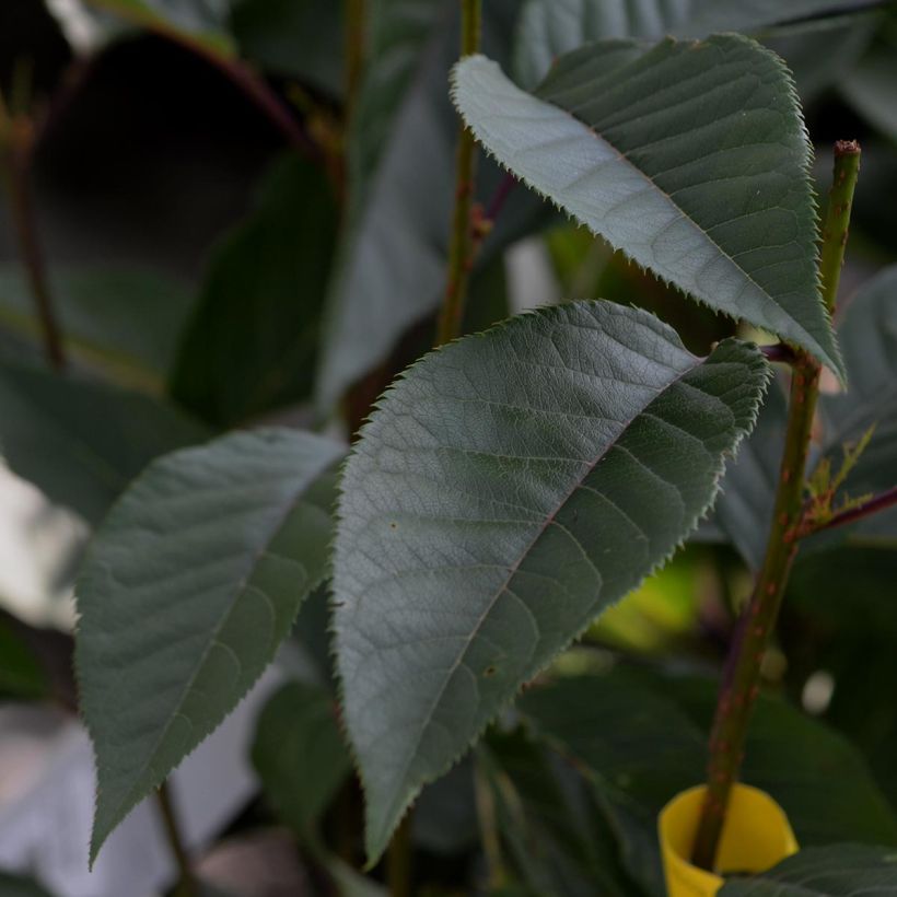 Prunus serrulata Kanzan (Folhagem)