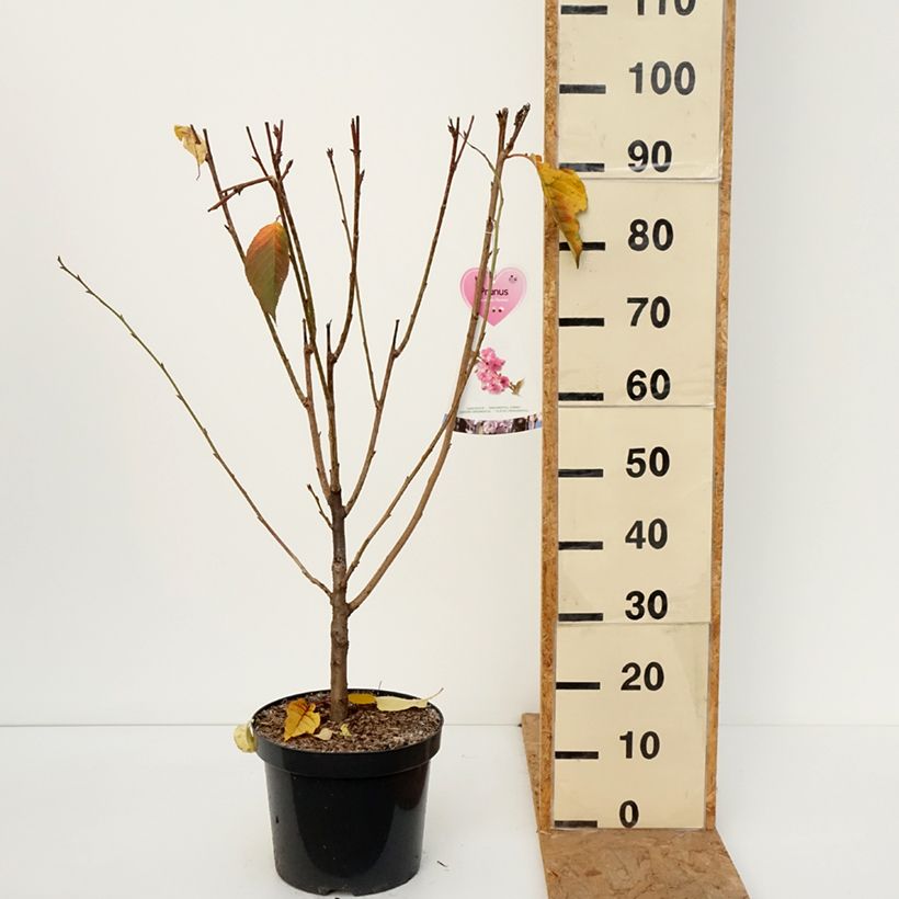 Amostra de Prunus serrulata Kanzan Vaso de 7,5 L/10 L, Arbusto tal como entregue no outono