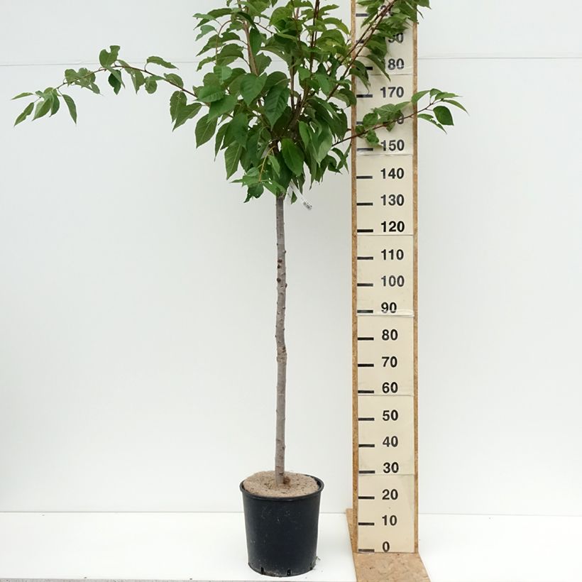 Amostra de Prunus serrulata Kanzan Vaso de 7,5 L/10 L tal como entregue no verão
