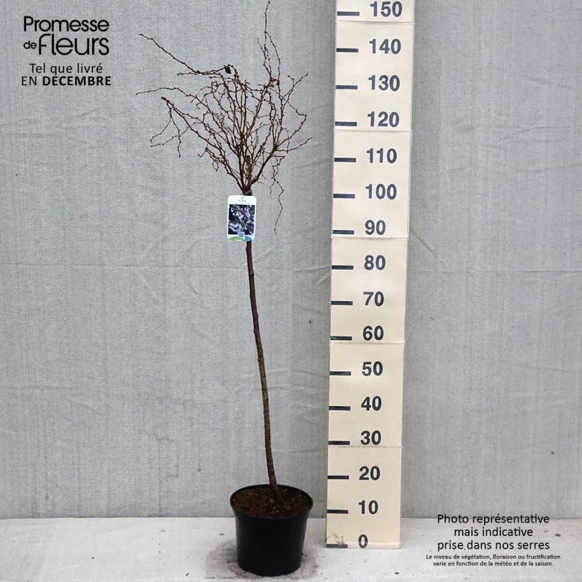 Amostra de Cerejeira-do-japão anã Kojo no mai - Prunus incisa em flor Vaso de 4 L/5 L, Haste tal como entregue no outono