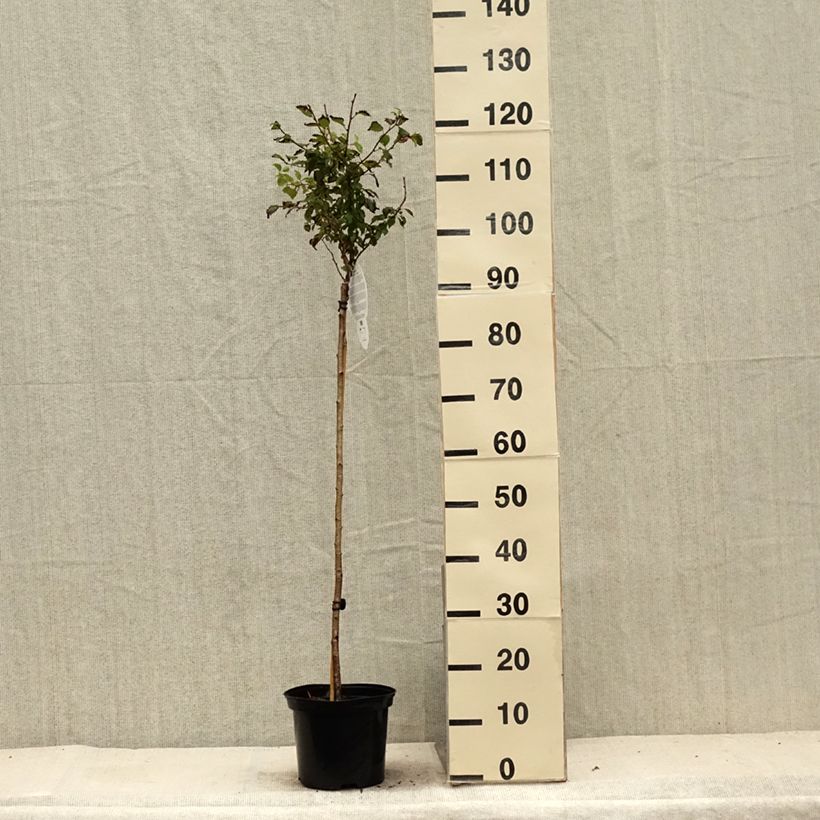Amostra de Cerejeira-do-japão anã Kojo no mai - Prunus incisa em flor Vaso de 4 L/5 L, Haste tal como entregue no verão