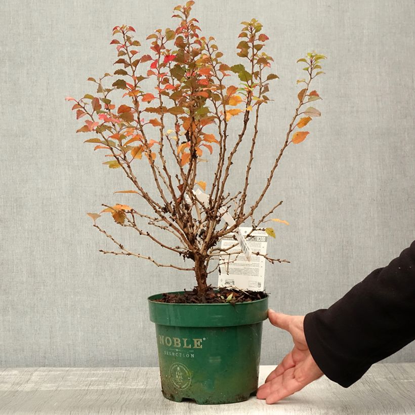 Amostra de Cerejeira-do-japão anã Kojo no mai - Prunus incisa em flor Vaso de 2 L/3 L tal como entregue no outono