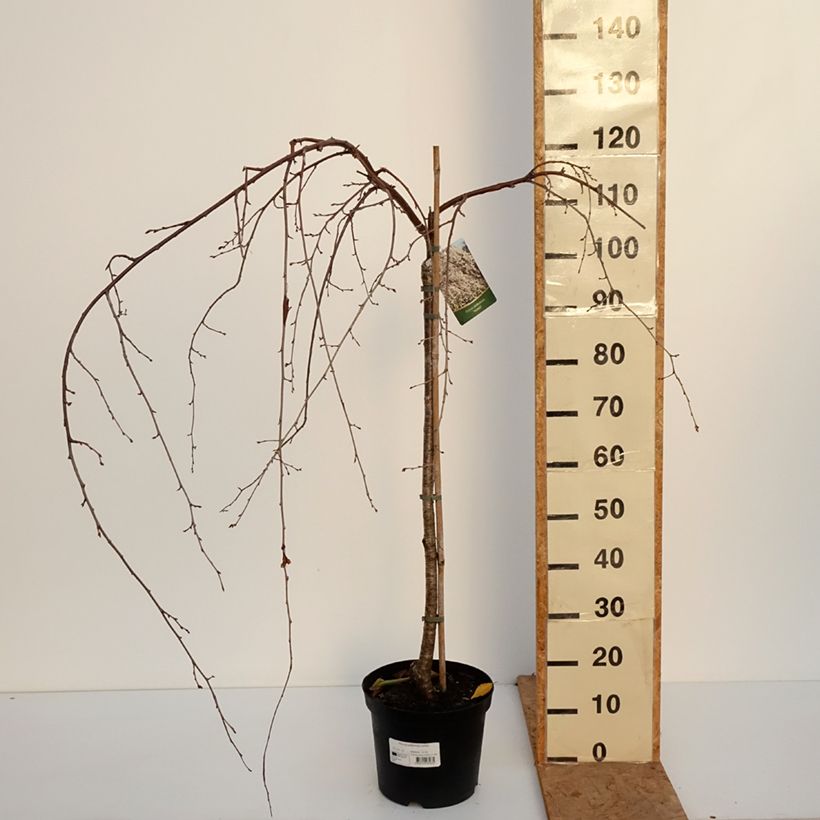 Amostra de Cerejeira de florida-chorona - Prunus yedoensis Ivensii Vaso de 4 L/5 L tal como entregue no outono