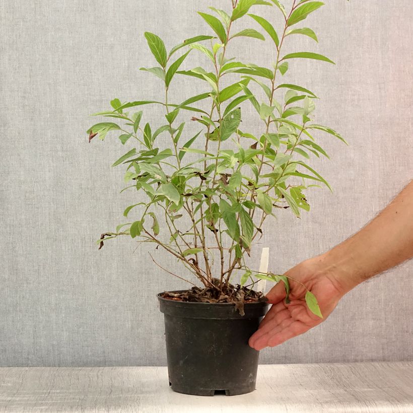 Amostra de Prunus glandulosa Rosea Plena Vaso de 3 L/4 L tal como entregue no verão