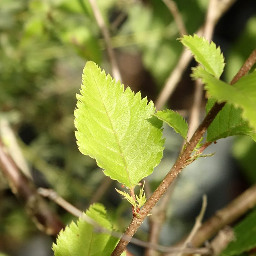 Cerejeira de flor - Prunus Hally Jolivette (Folhagem)