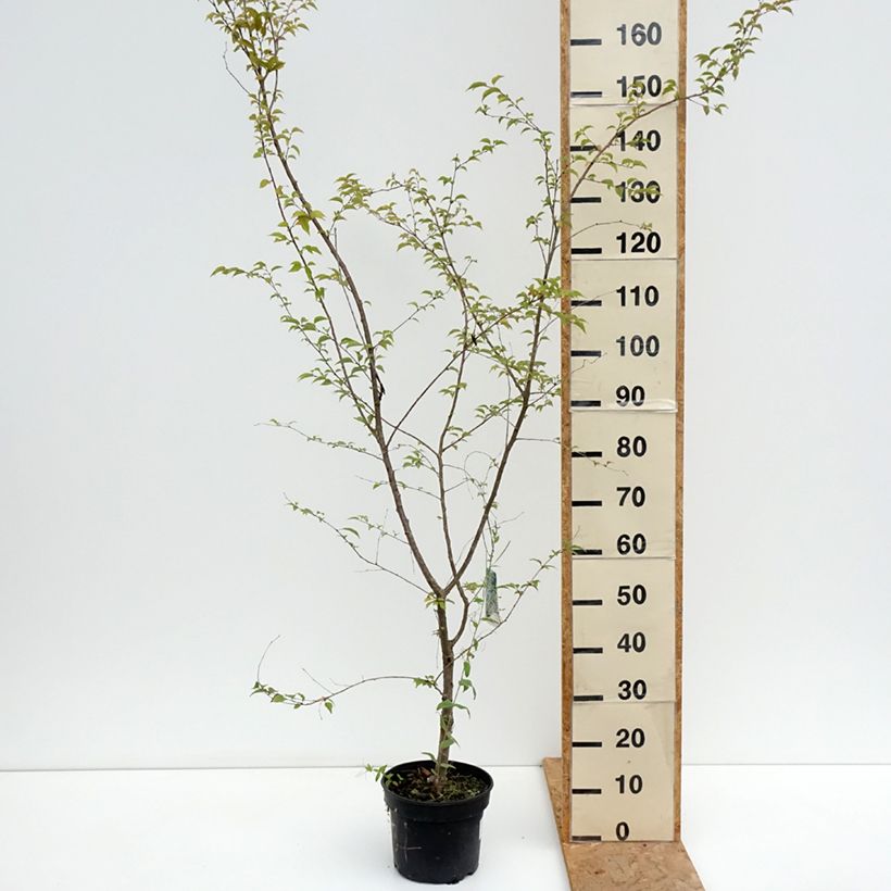 Amostra de Cerejeira de flor - Prunus Hally Jolivette Vaso de 4 L/5 L tal como entregue no verão