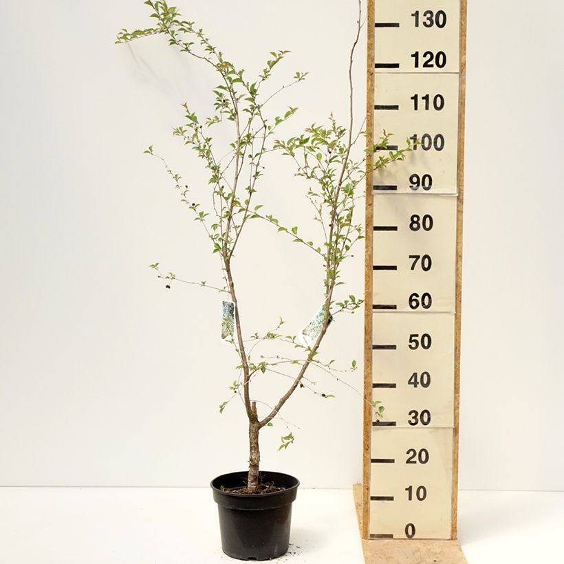 Amostra de Cerejeira de flor - Prunus Hally Jolivette Vaso de 4 L/5 L tal como entregue na primavera