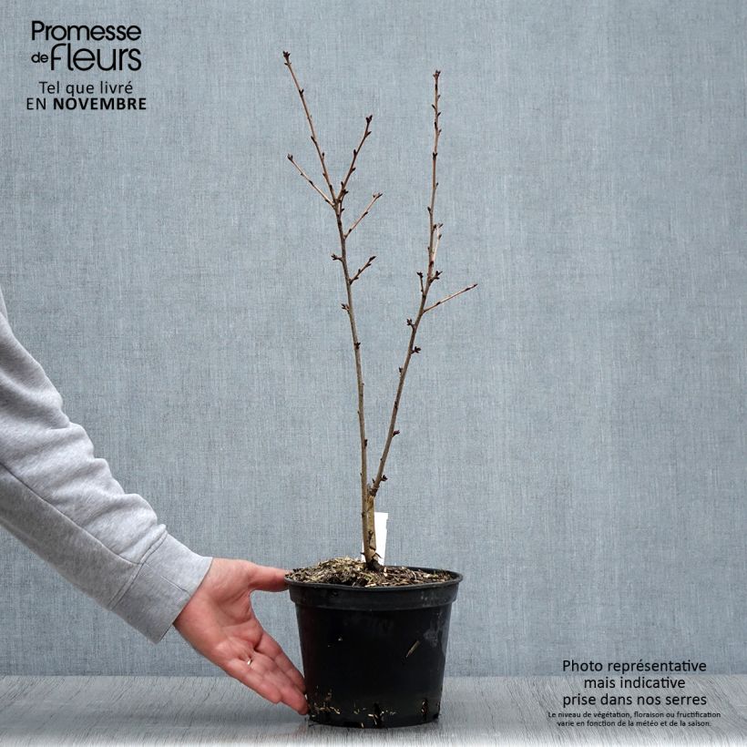 Amostra de Cerejeira-de-flores - Prunus hillieri Spire Vaso de 3 L/4 L tal como entregue no outono