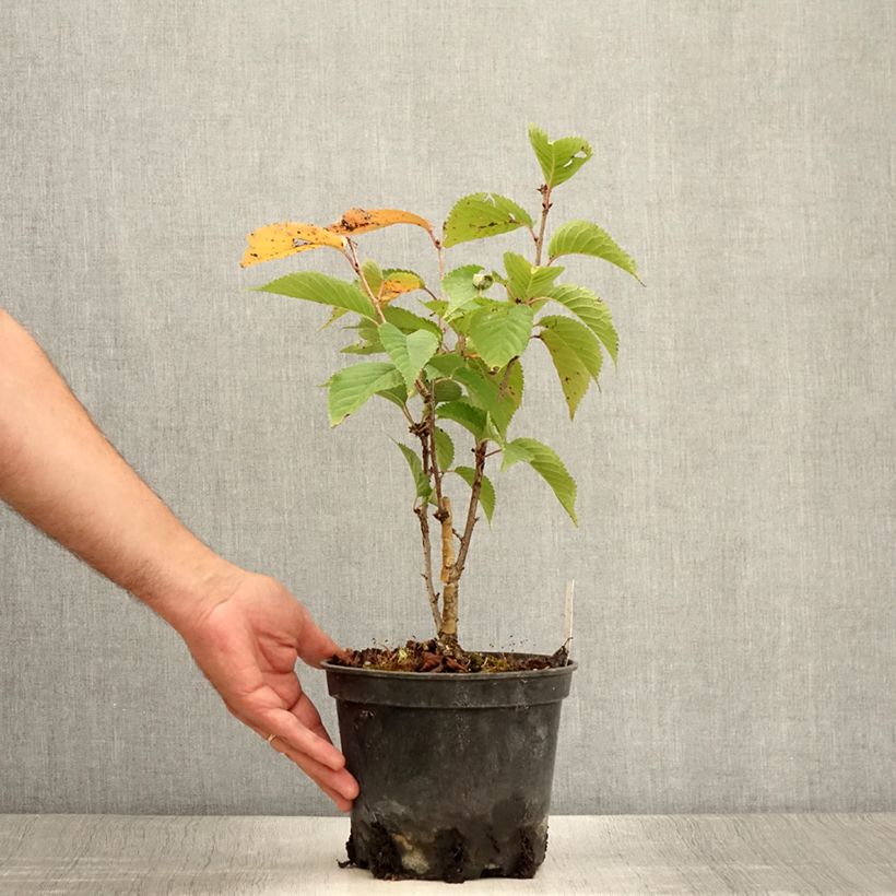 Amostra de Cerejeira-de-flores - Prunus hillieri Spire Vaso de 3 L/4 L tal como entregue no verão
