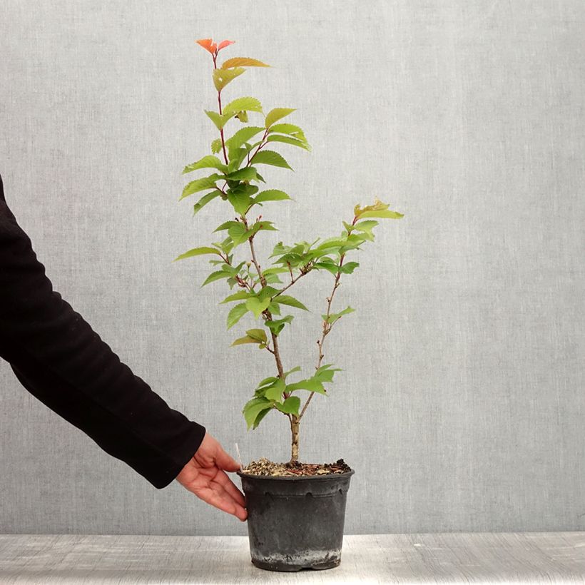 Amostra de Cerejeira-de-flores - Prunus hillieri Spire Vaso de 3 L/4 L tal como entregue na primavera
