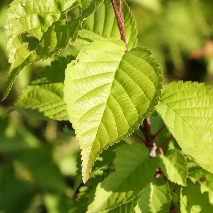 Cerejeira-de-flores - Prunus hillieri Spire (Folhagem)