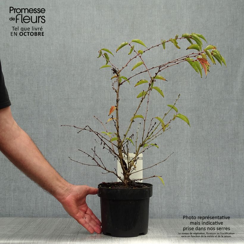 Amostra de Cerejeira de flor - Prunus nipponica Brilliant Vaso de 2 L/3 L tal como entregue no outono