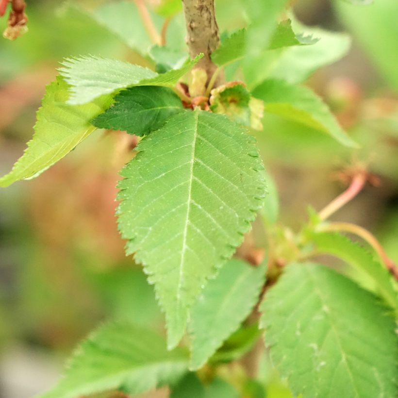 Cerejeira de flor - Prunus nipponica Brilliant (Folhagem)
