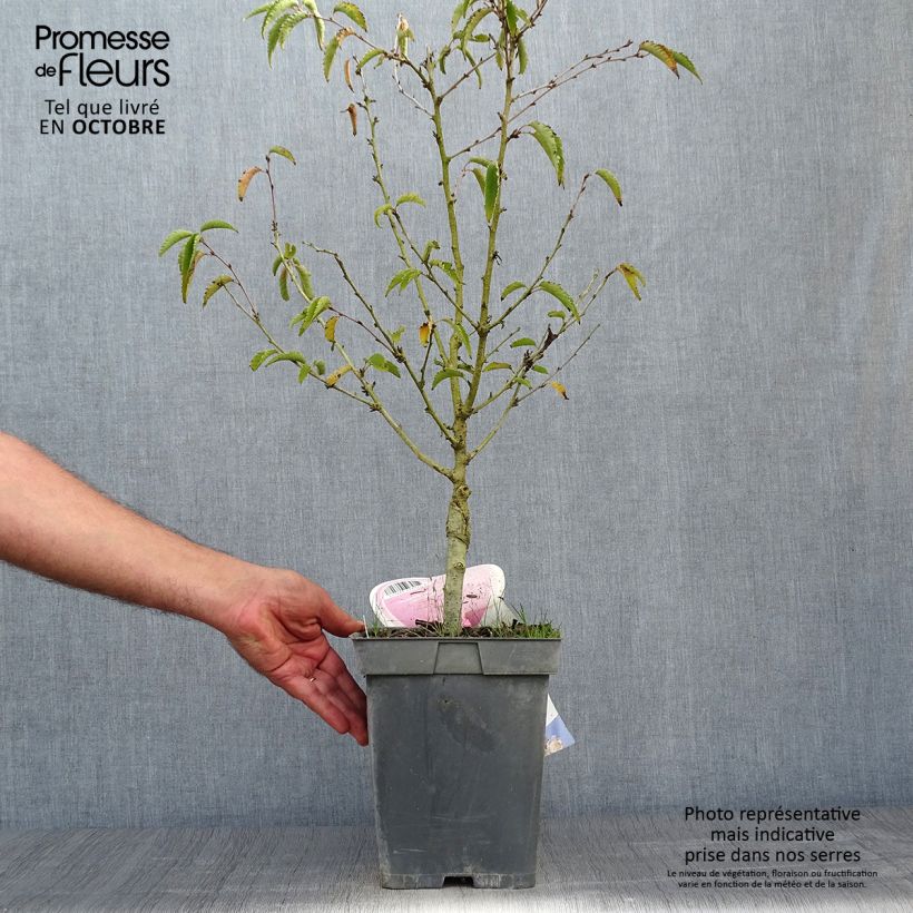 Amostra de Cerejeira de flor - Prunus nipponica Brilliant Vaso de 4 L/5 L, Haste tal como entregue no outono