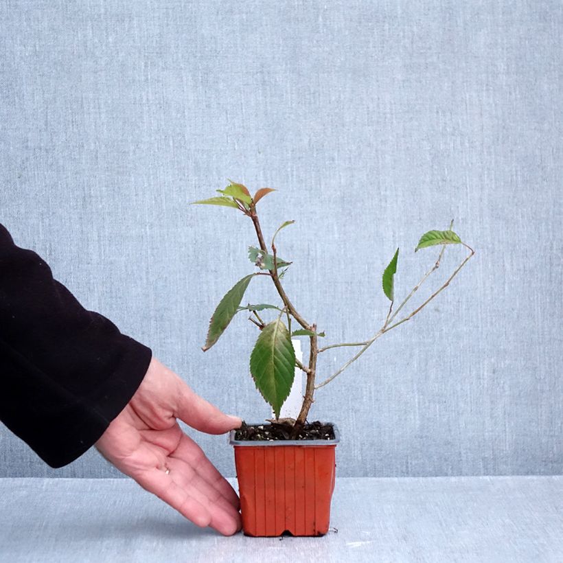 Amostra de Cerejeira de flor - Prunus nipponica Brilliant Vaso de 8/9 cm tal como entregue no outono