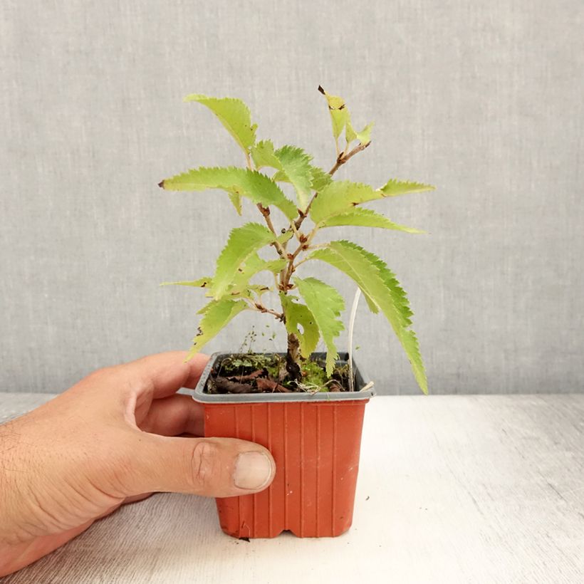 Amostra de Cerejeira de flor - Prunus nipponica Brilliant Vaso de 8/9 cm tal como entregue no verão