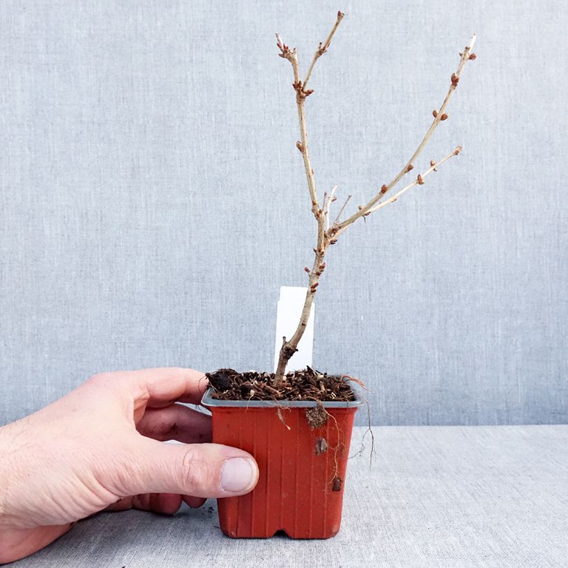 Amostra de Cerisier à fleurs - Prunus nipponica Brillant Vaso de 8/9 cm tal como entregue no inverno